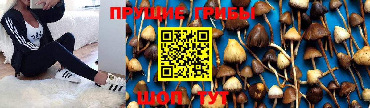 Ялта  сколько стоит  Вход с VPN  Псилоцибиновые грибы Psilocybe 